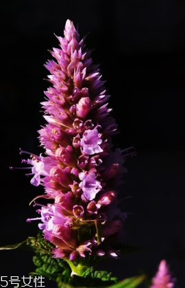 藿香可以家養(yǎng)嗎？藿香怎么種植？