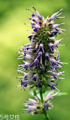 藿香可以家養(yǎng)嗎？藿香怎么種植？