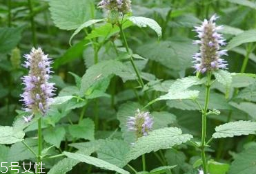 藿香和頭孢能一起吃嗎？藿香和頭孢能一起吃嗎？