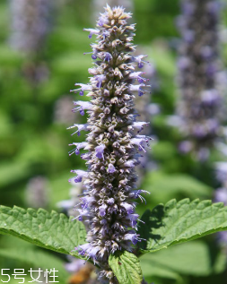 藿香和頭孢能一起吃嗎？藿香和頭孢能一起吃嗎？