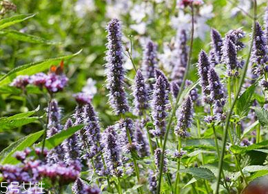 藿香在鹵水中的作用 藿香能放進(jìn)鹵水嗎？
