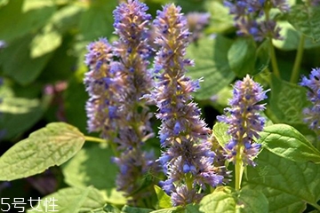 藿香在鹵水中的作用 藿香能放進(jìn)鹵水嗎？