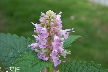 藿香和廣藿香一樣嗎？藿香和廣藿香的區(qū)別