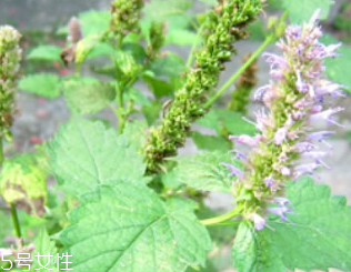 藿香和廣藿香一樣嗎？藿香和廣藿香的區(qū)別