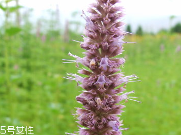 藿香和佩蘭能一起吃嗎？藿香和佩蘭的作用