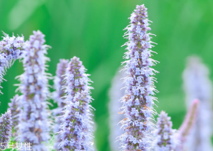 藿香和佩蘭能一起吃嗎？藿香和佩蘭的作用