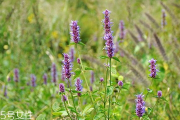 藿香和什么不能一起吃？藿香能和阿莫西林一起吃嗎