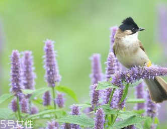 藿香和什么不能一起吃？藿香能和阿莫西林一起吃嗎