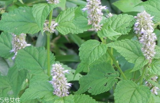 藿香適合哪些人吃？哪些人適合吃藿香？