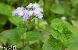 藿香適合哪些人吃？哪些人適合吃藿香？