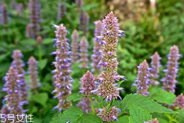 藿香適合哪些人吃？哪些人適合吃藿香？