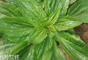 車前草是什么？車前草的作用是什么