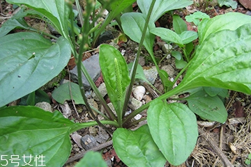 車前草是什么？車前草的作用是什么