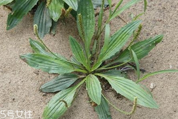 車前草的功效和作用 車前草對(duì)人體有什么好處 車前草的功效和作用 車前草對(duì)人體有什么好處