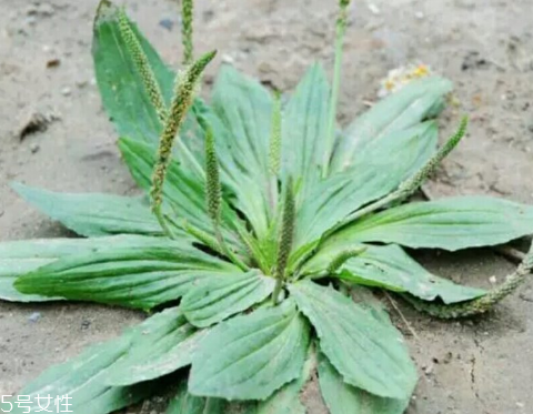 車(chē)前草怎么吃？車(chē)前草怎么做好吃？