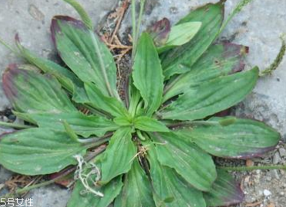 車(chē)前草怎么吃？車(chē)前草怎么做好吃？