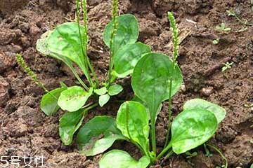 車(chē)前草怎么吃？車(chē)前草怎么做好吃？