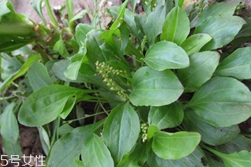 車前草和平車前的區(qū)別 車前草是平車前嗎？