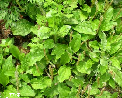 車前草和平車前的區(qū)別 車前草是平車前嗎？