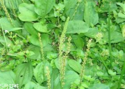 車前草和平車前的區(qū)別 車前草是平車前嗎？