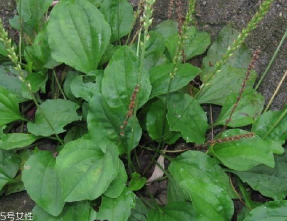 車前草可以經(jīng)常喝嗎？經(jīng)常和車前草會(huì)怎么樣？