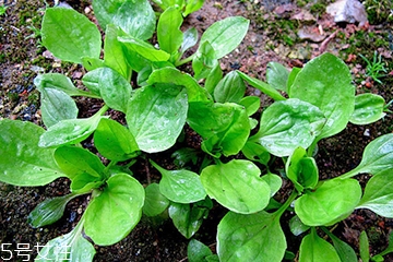 車前草可以經(jīng)常喝嗎？經(jīng)常和車前草會(huì)怎么樣？