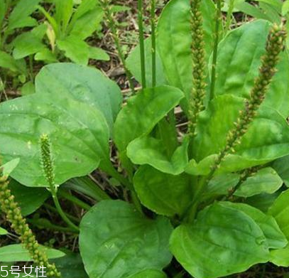 車前草是寒性還是熱性？車前草是寒性的嗎？