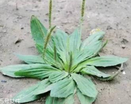 車前草是寒性還是熱性？車前草是寒性的嗎？