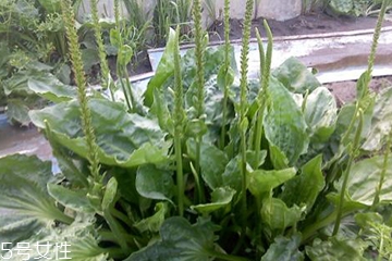 車前草是寒性還是熱性？車前草是寒性的嗎？