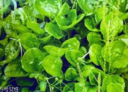 車前草和蒲公英能一起泡茶嗎？車前草和蒲公英能一起吃嗎？