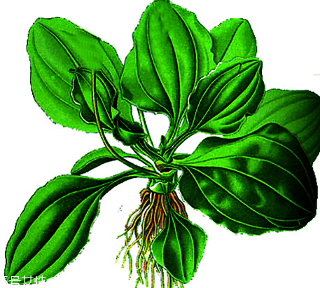 車前草和蒲公英能一起泡茶嗎？車前草和蒲公英能一起吃嗎？