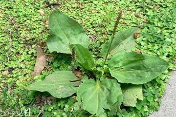 車前草和蒲公英能一起泡茶嗎？車前草和蒲公英能一起吃嗎？