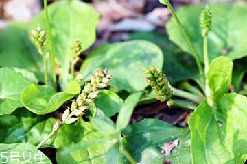 車(chē)前草是水生植物嗎？車(chē)前草不是水生植物