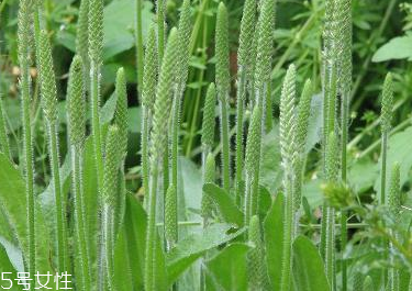 車前草是水生植物嗎？車前草不是水生植物