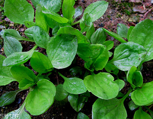 車前草是水生植物嗎？車前草不是水生植物