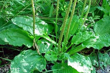 車前草能治婦科病嗎？車前草能治高血壓嗎？