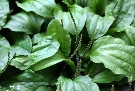 車前草能治婦科病嗎？車前草能治高血壓嗎？