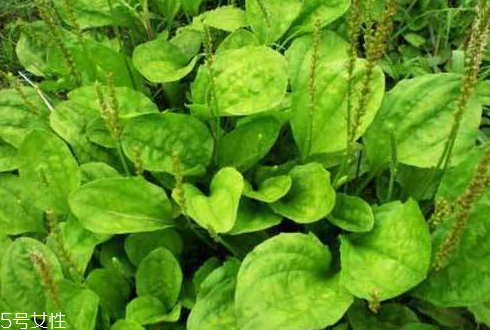 車前草能治婦科病嗎？車前草能治高血壓嗎？