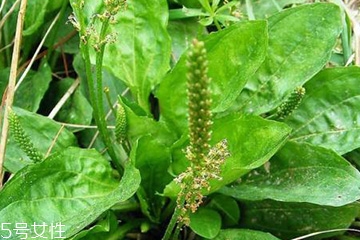 車前草的熱量 車前草能夠減肥嗎？