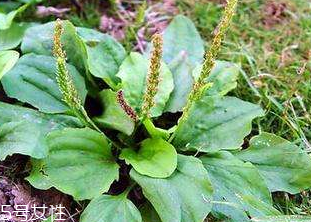 車前草的熱量 車前草能夠減肥嗎？