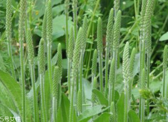 車前草的熱量 車前草能夠減肥嗎？