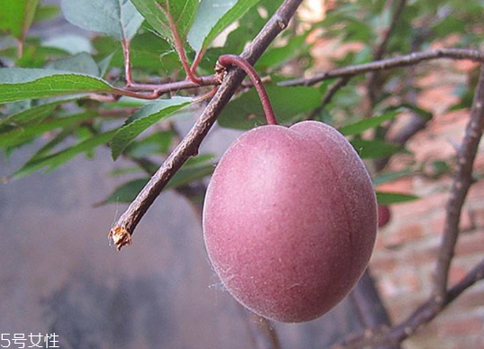 梅花會結(jié)果子嗎？梅花果子能吃嗎？