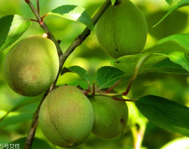 梅花會結(jié)果子嗎？梅花果子能吃嗎？