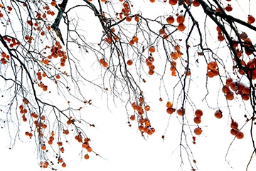 梅花會結(jié)果子嗎？梅花果子能吃嗎？