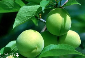 梅花的功效和作用 梅花對人有什么好處 梅花的功效和作用 梅花對人有什么好處