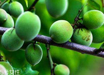 梅花的功效和作用 梅花對人有什么好處 梅花的功效和作用 梅花對人有什么好處