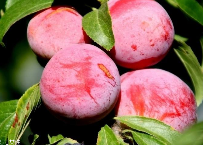 梅花能和雞蛋一起吃嗎？梅花不能和什么一起吃