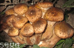 榛蘑的好處 榛蘑對(duì)人有什么益處？