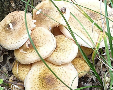 榛蘑能和土豆一起吃嗎？榛蘑和土豆一起吃的功效