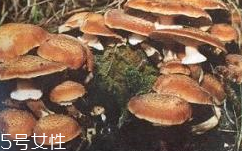榛蘑是蘑菇嗎？榛蘑是什么蘑菇？